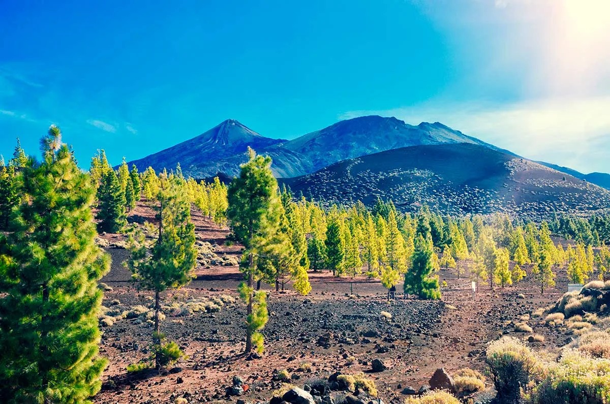 Mount Teide peak and Canarian pine forest in Tenerife