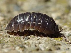 Pill bug Armadillidium vulgare